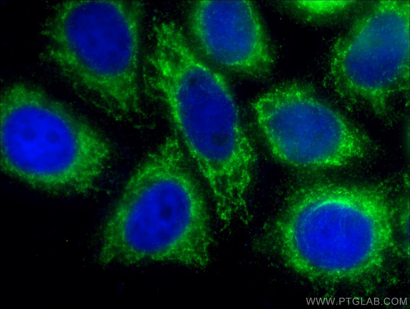 Immunofluorescence (IF) / fluorescent staining of HepG2 cells using MPC2 Polyclonal antibody (20049-1-AP)