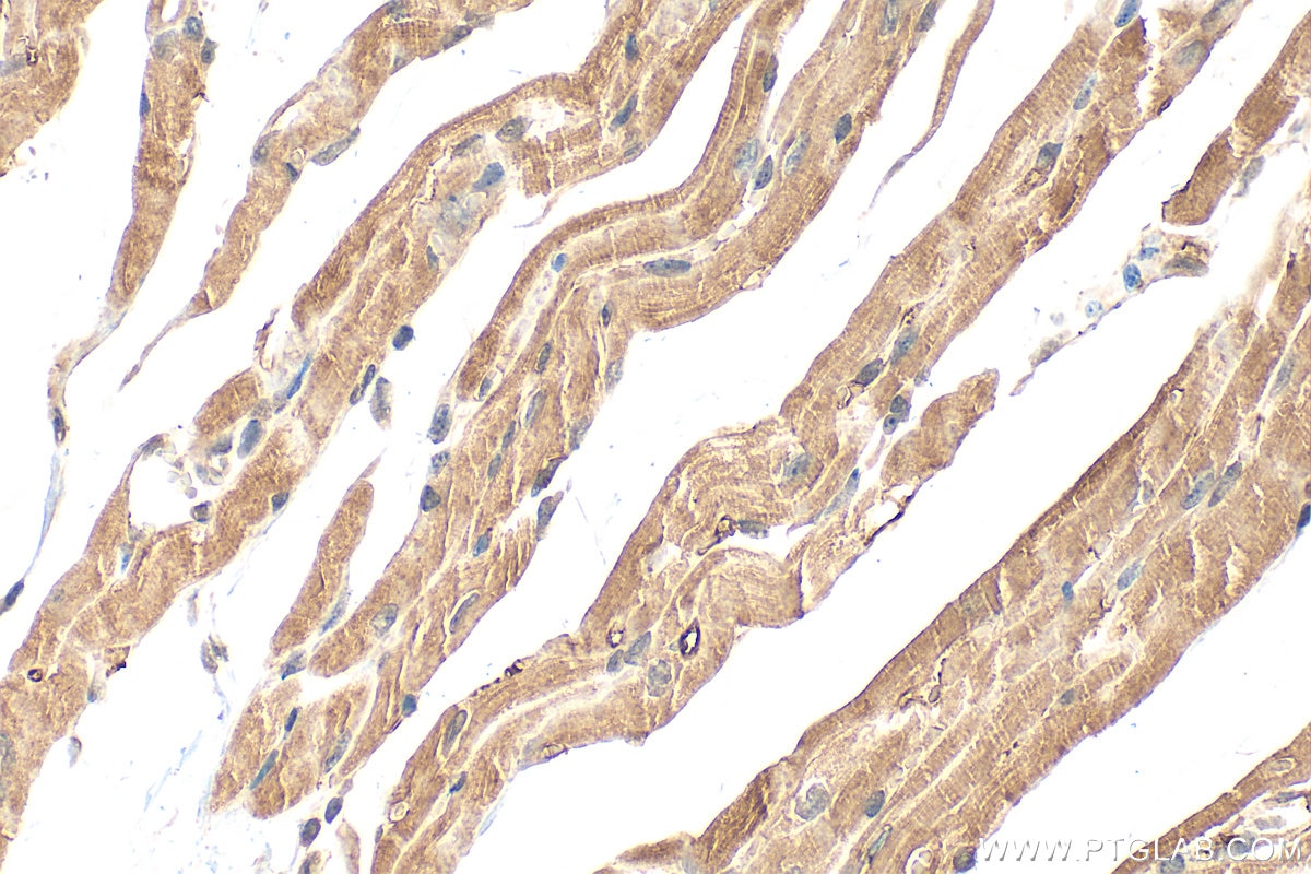 Immunohistochemistry (IHC) staining of mouse heart tissue using MPC2 Polyclonal antibody (20049-1-AP)