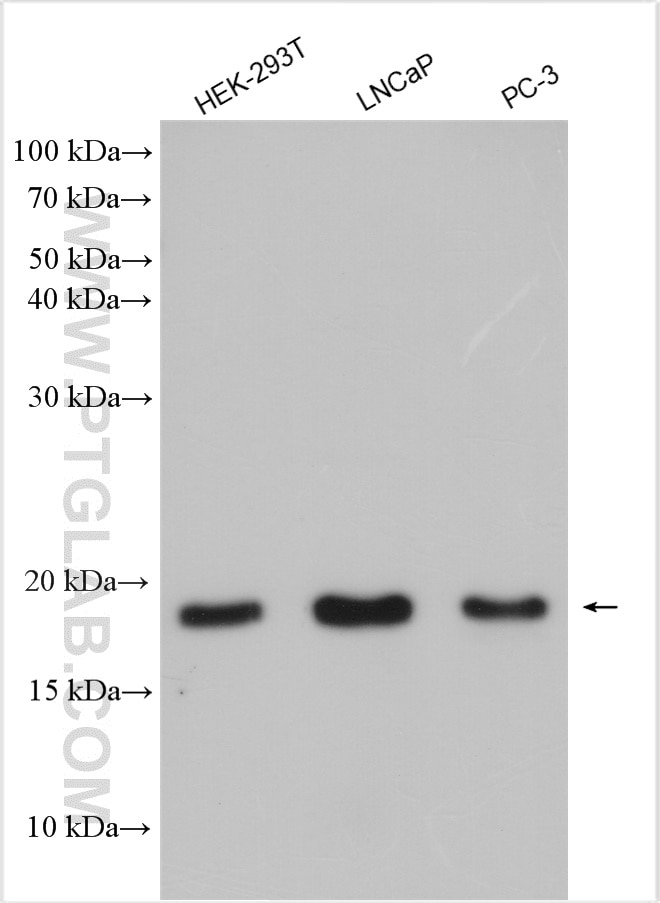 Western Blot (WB) analysis of HEK-293T cells using MPC2 Polyclonal antibody (20049-1-AP)
