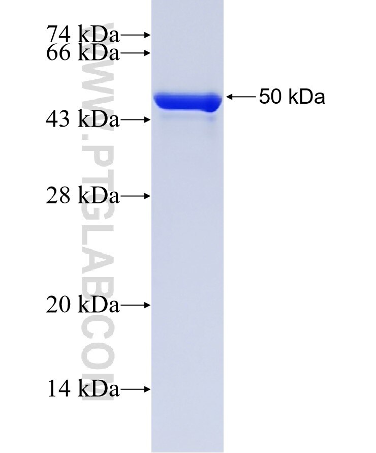 BRPF1 fusion protein Ag32828 SDS-PAGE