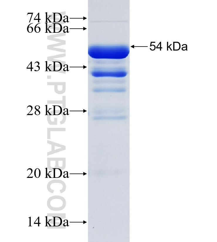 BRPF3 fusion protein Ag35432 SDS-PAGE
