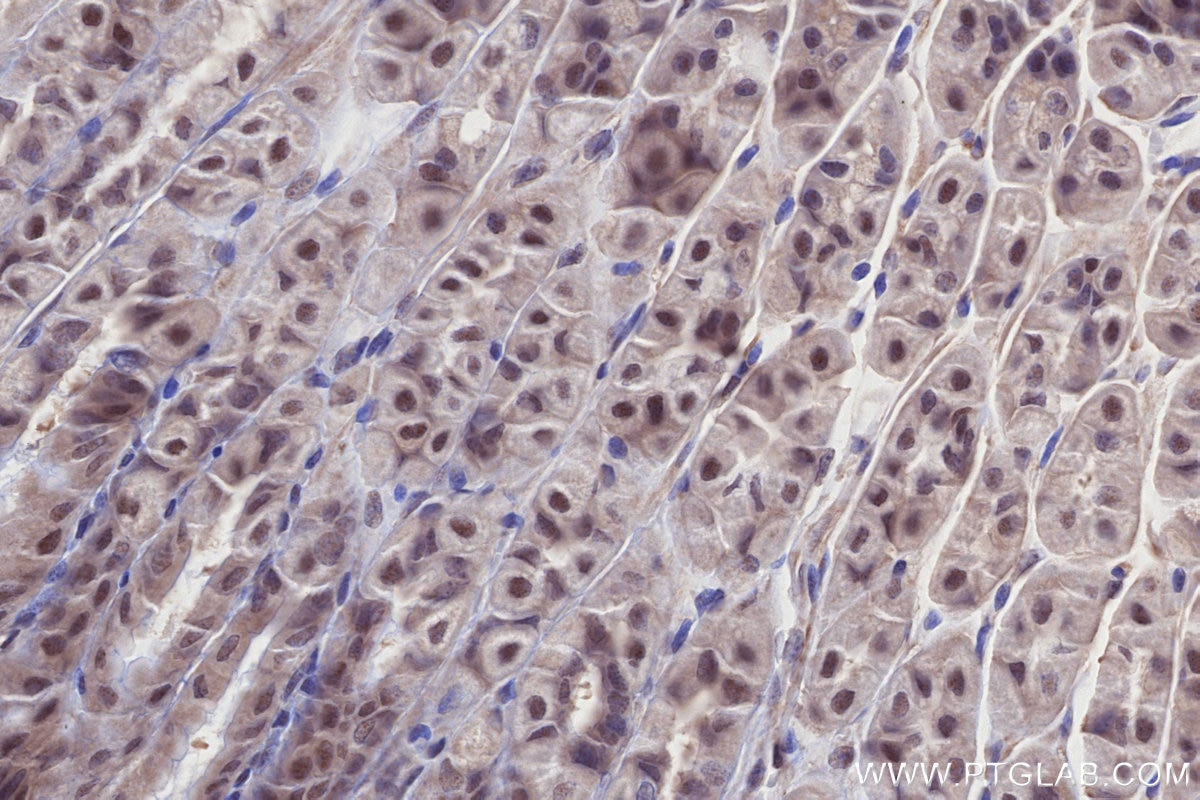 Immunohistochemistry (IHC) staining of mouse stomach tissue using BRSK1 Polyclonal antibody (12673-1-AP)