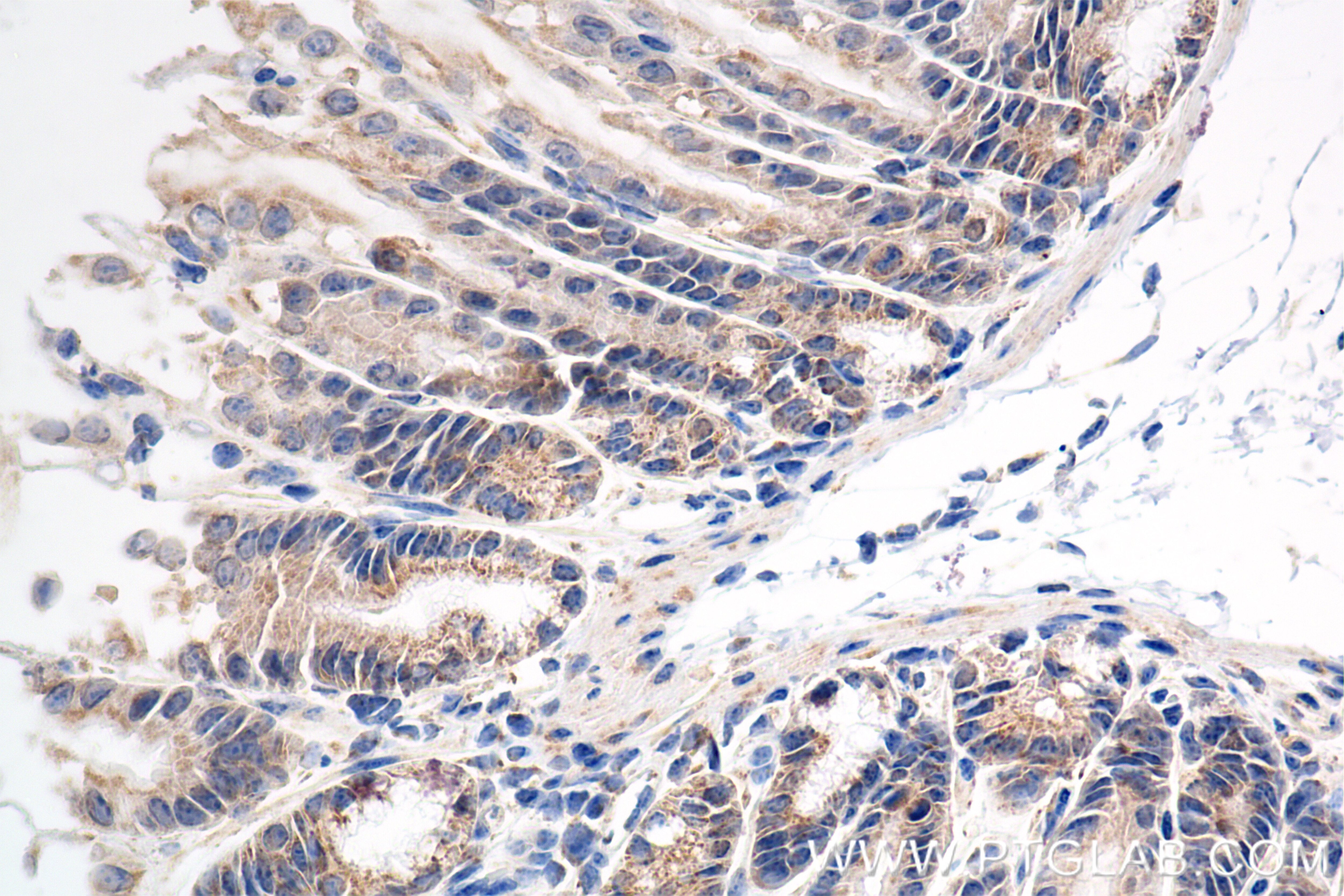 Immunohistochemistry (IHC) staining of mouse stomach tissue using BRSK1 Recombinant antibody (86462-1-RR)
