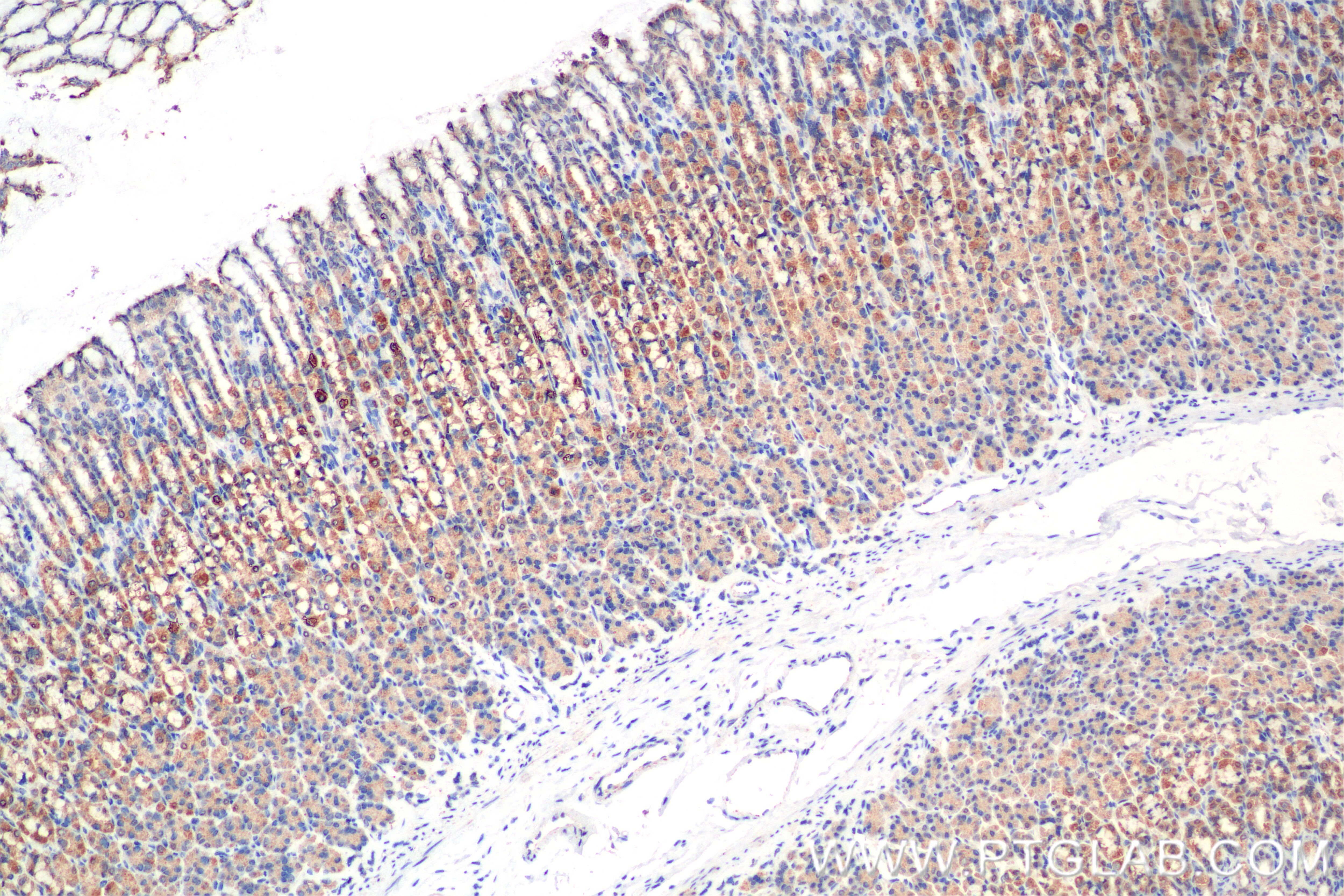 Immunohistochemistry (IHC) staining of rat stomach tissue using BRSK1 Recombinant antibody (86462-1-RR)