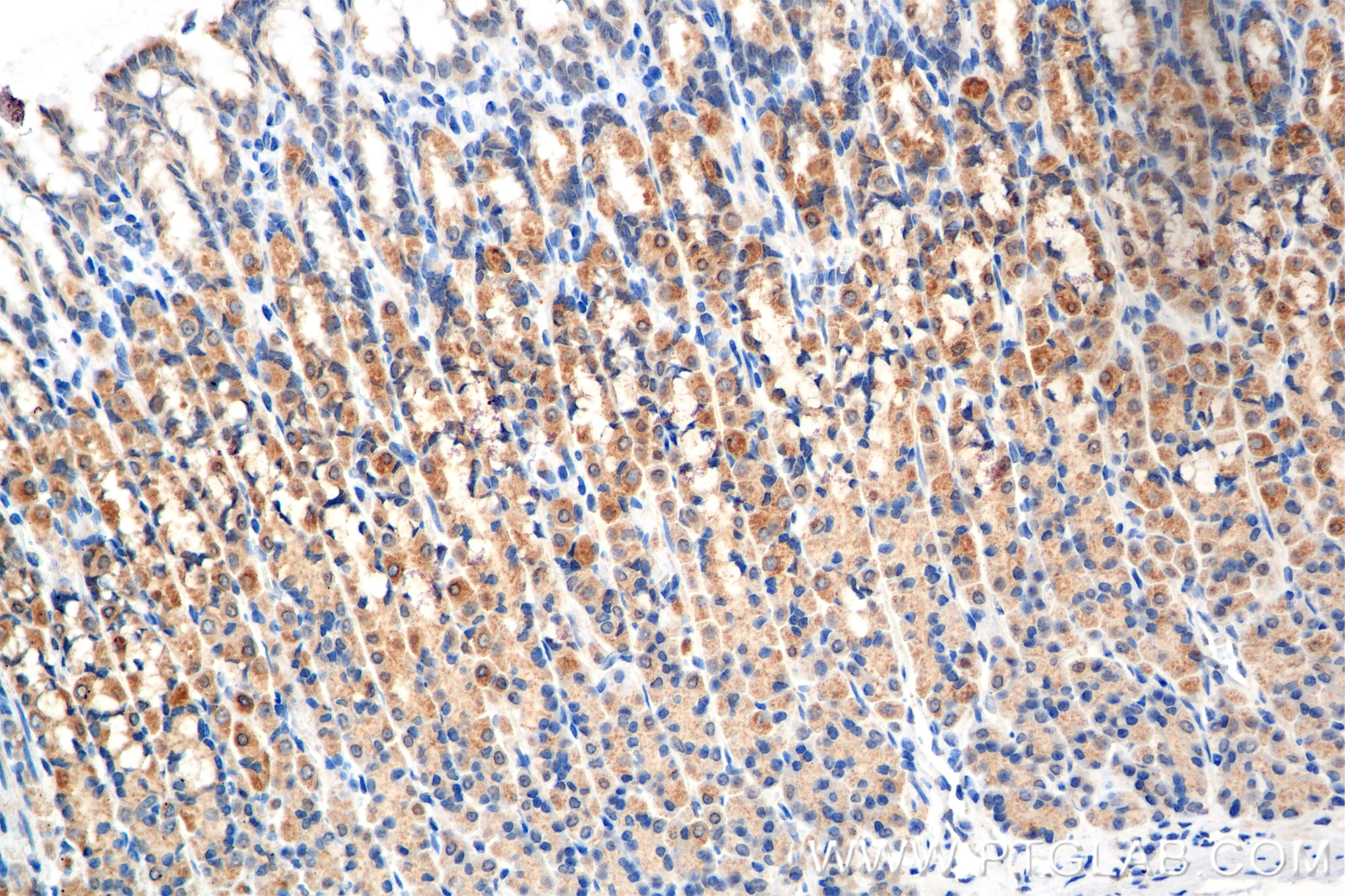 Immunohistochemistry (IHC) staining of rat stomach tissue using BRSK1 Recombinant antibody (86462-1-RR)