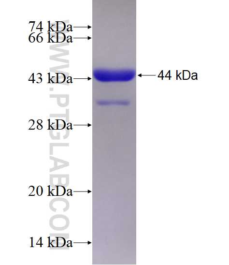 BRSK2 fusion protein Ag2195 SDS-PAGE