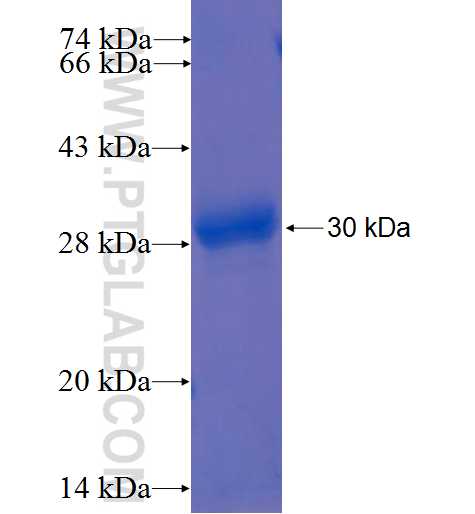 BRUNOL4 fusion protein Ag23043 SDS-PAGE