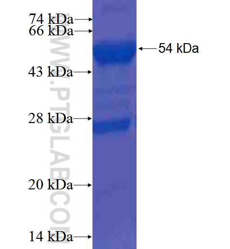 BRUNOL4 fusion protein Ag0113 SDS-PAGE