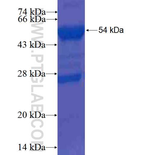BRUNOL4 fusion protein Ag0113 SDS-PAGE