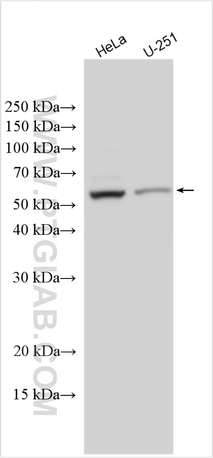 Western Blot (WB) analysis of various lysates using BRUNOL5 Polyclonal antibody (13557-1-AP)
