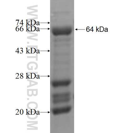 BRUNOL5 fusion protein Ag4416 SDS-PAGE