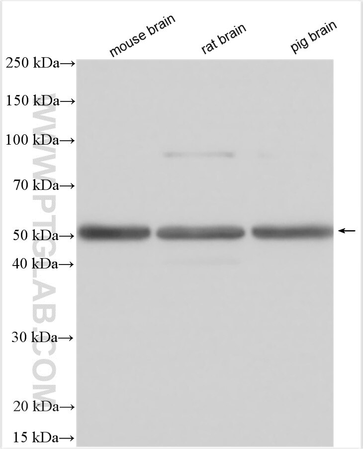 Western Blot (WB) analysis of various lysates using BRUNOL6 Polyclonal antibody (19078-1-AP)