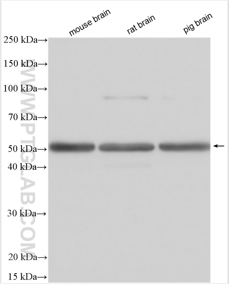 WB analysis using 19078-1-AP