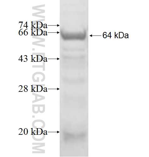 BRUNOL6 fusion protein Ag4848 SDS-PAGE