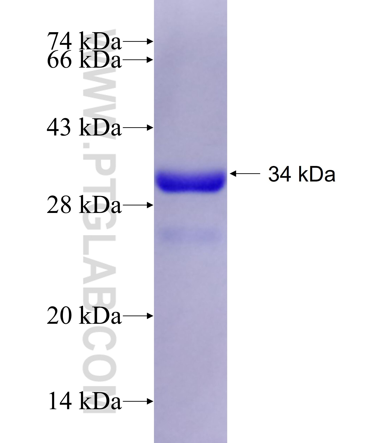 BRWD2 fusion protein Ag28085 SDS-PAGE