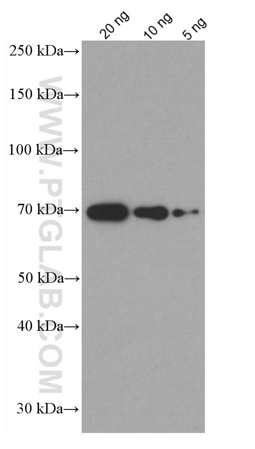 Western Blot (WB) analysis of various lysates using BSA Monoclonal antibody (66201-1-Ig)