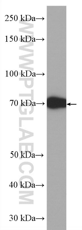 Western Blot (WB) analysis of bovine serum using HRP-conjugated BSA Monoclonal antibody (HRP-66201)