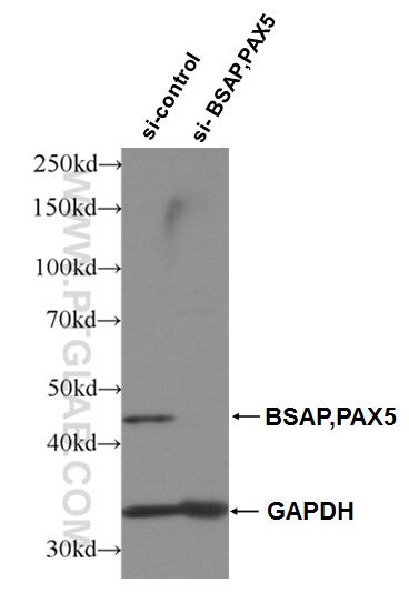 Western Blot (WB) analysis of Raji cells using BSAP,PAX5 Polyclonal antibody (26709-1-AP)