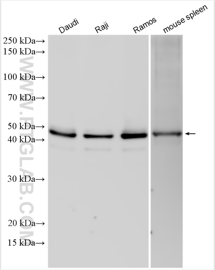 Western Blot (WB) analysis of various lysates using BSAP,PAX5 Polyclonal antibody (26709-1-AP)