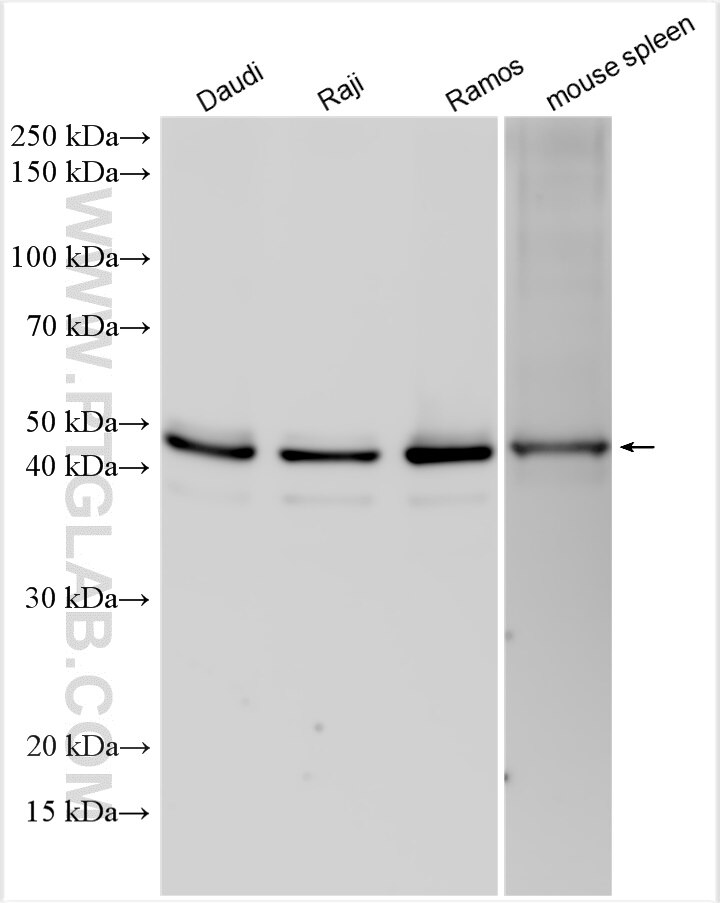 Western Blot (WB) analysis of various lysates using BSAP,PAX5 Polyclonal antibody (26709-1-AP)