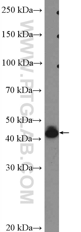 Western Blot (WB) analysis of Raji cells using BSAP,PAX5 Polyclonal antibody (26709-1-AP)