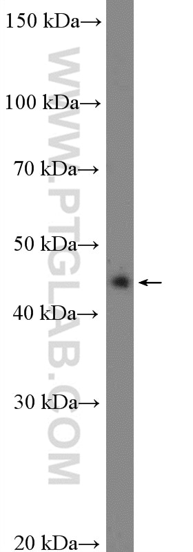 Western Blot (WB) analysis of Ramos cells using BSAP,PAX5 Polyclonal antibody (26709-1-AP)