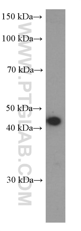 Western Blot (WB) analysis of Ramos cells using BSAP,PAX5 Monoclonal antibody (60349-1-Ig)