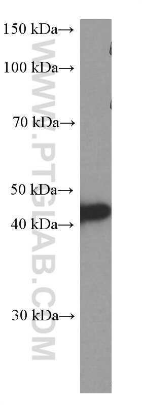 Western Blot (WB) analysis of Daudi cells using BSAP,PAX5 Monoclonal antibody (60349-1-Ig)