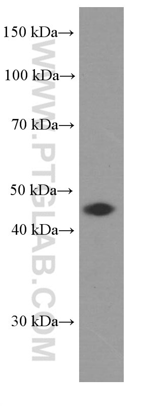 Western Blot (WB) analysis of Raji cells using BSAP,PAX5 Monoclonal antibody (60349-1-Ig)