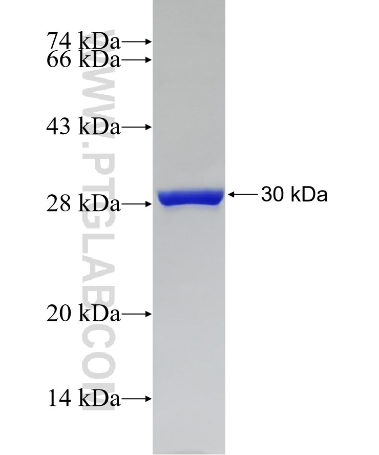 BSAP,PAX5 fusion protein Ag25147 SDS-PAGE
