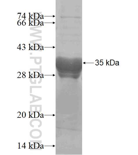 BSAP,PAX5 fusion protein Ag16023 SDS-PAGE
