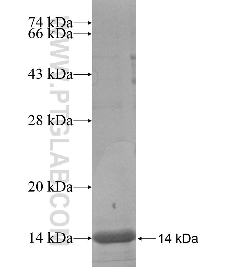 BSAP,PAX5 fusion protein Ag17008 SDS-PAGE