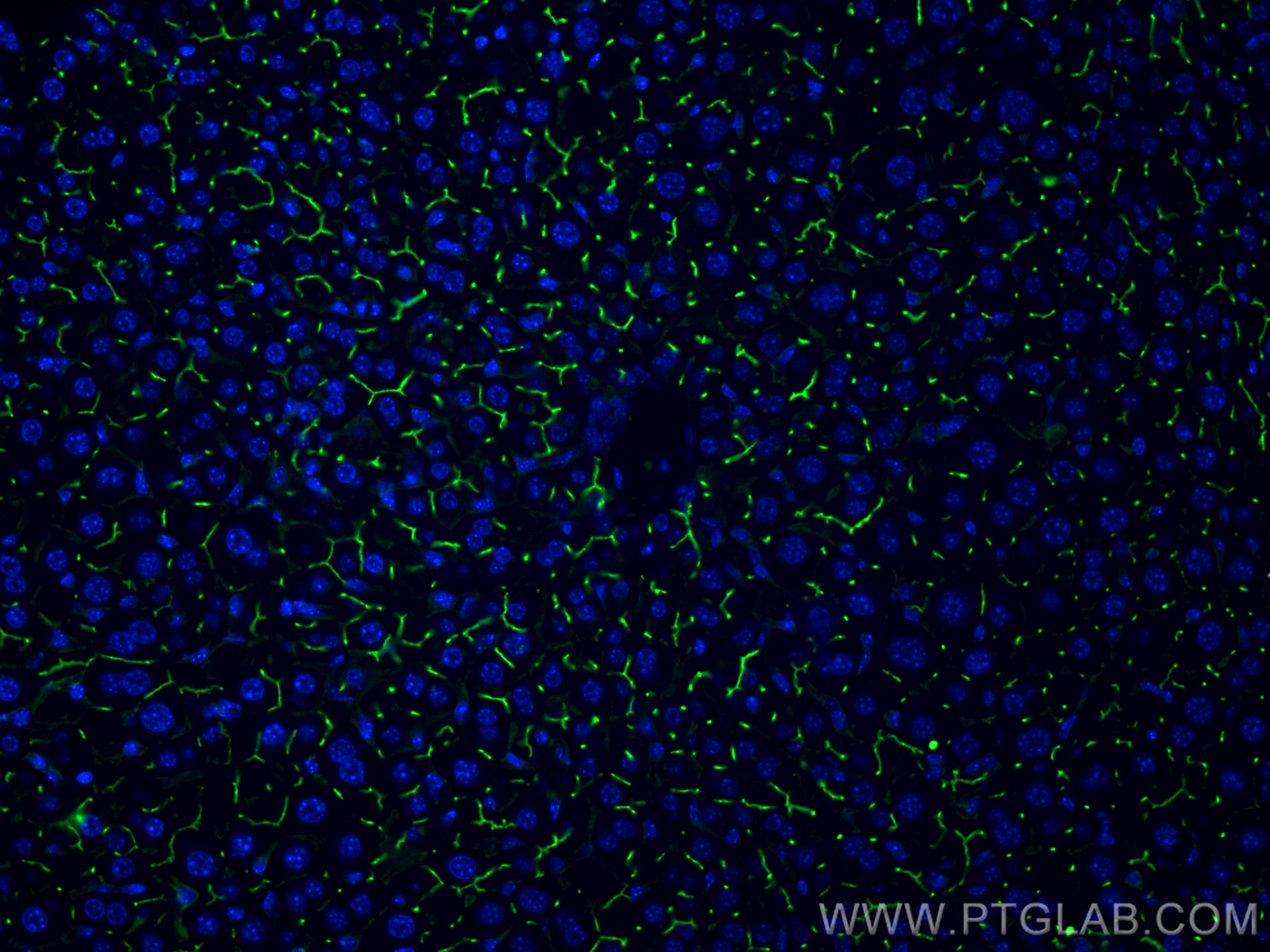 Immunofluorescence (IF) / fluorescent staining of mouse liver tissue using BSEP Monoclonal antibody (67512-1-Ig)
