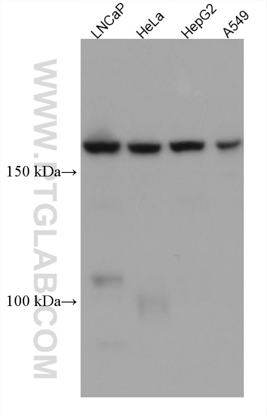 Western Blot (WB) analysis of various lysates using BSEP Monoclonal antibody (67512-1-Ig)