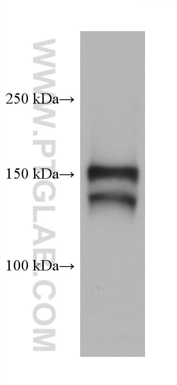 Western Blot (WB) analysis of mouse liver tissue using BSEP Monoclonal antibody (67512-1-Ig)