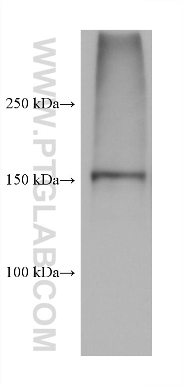 Western Blot (WB) analysis of rat liver tissue using BSEP Monoclonal antibody (67512-1-Ig)