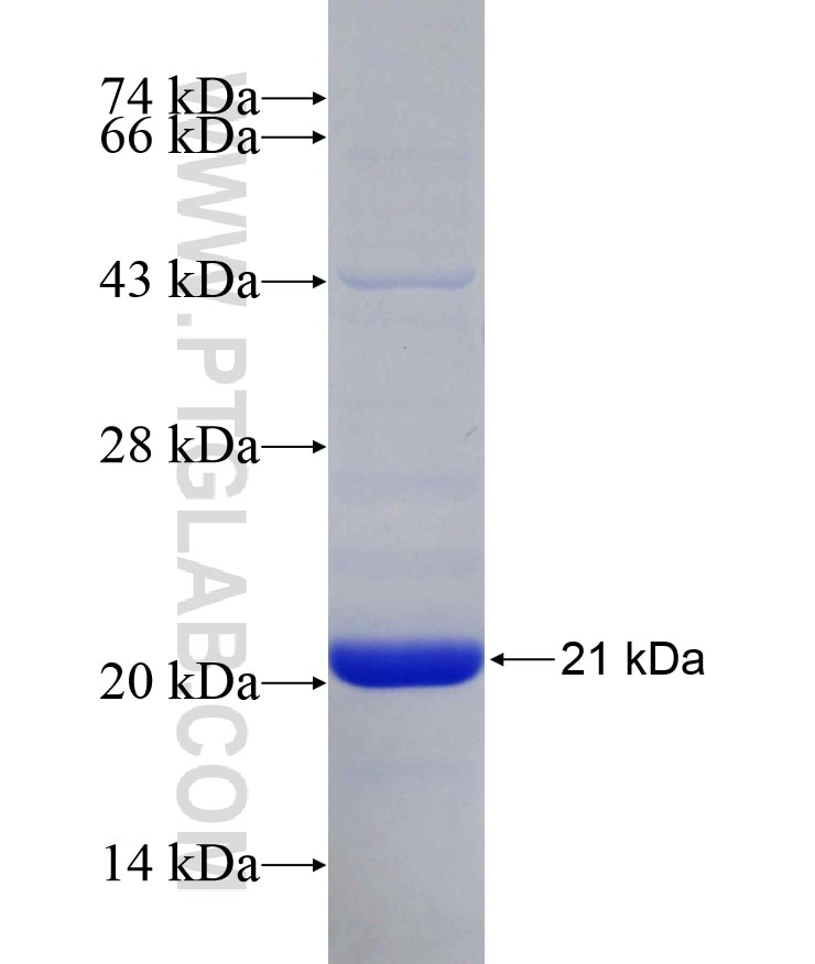 BSEP fusion protein Ag29135 SDS-PAGE