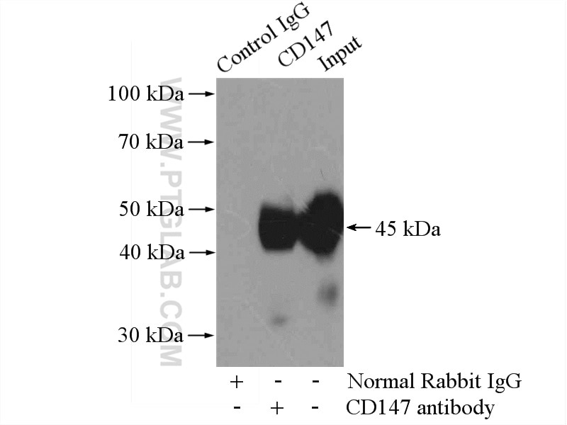 Immunoprecipitation (IP) experiment of HEK-293 cells using CD147 Polyclonal antibody (11989-1-AP)