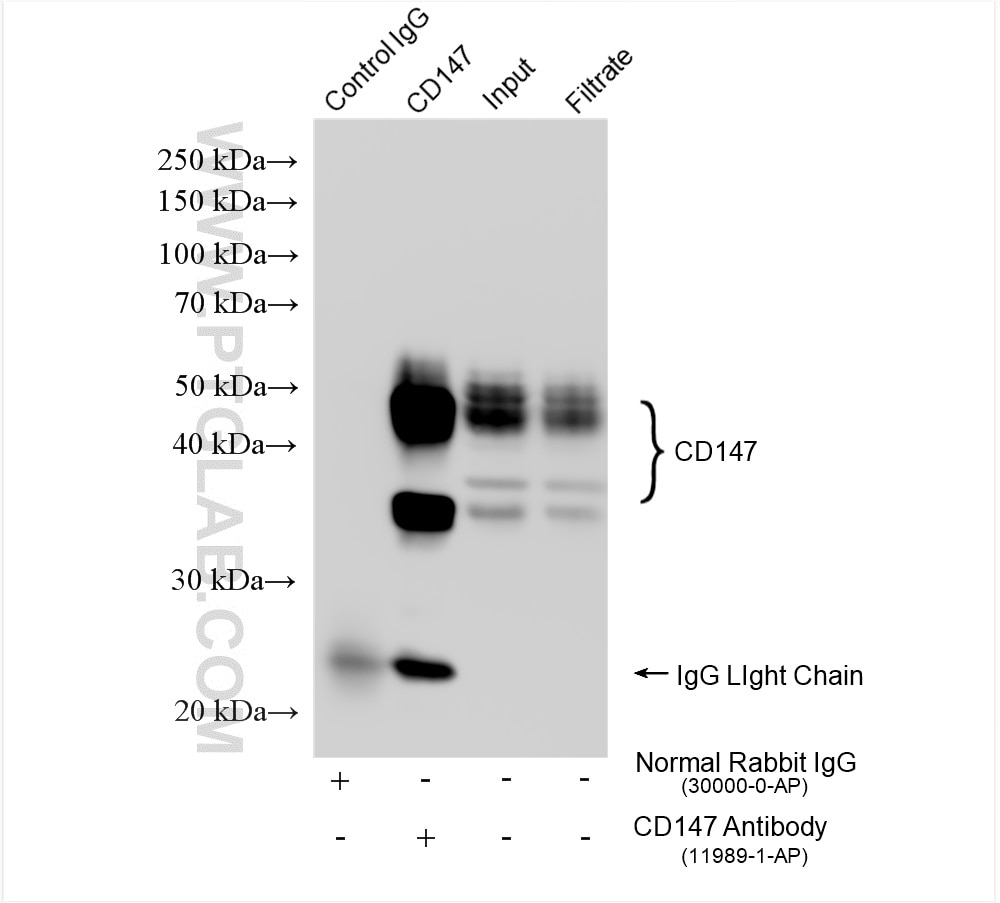 Immunoprecipitation (IP) experiment of HEK-293 cells using CD147 Polyclonal antibody (11989-1-AP)