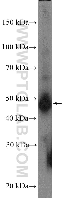 Western Blot (WB) analysis of mouse heart tissue using CD147 Polyclonal antibody (11989-1-AP)