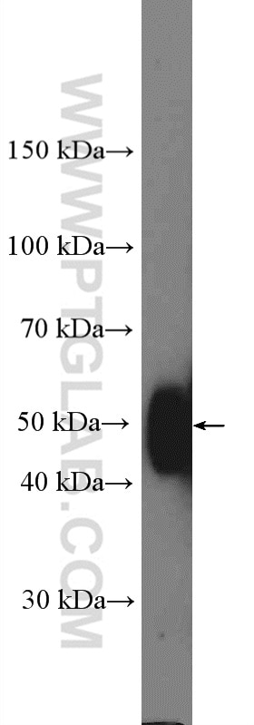 Western Blot (WB) analysis of Jurkat cells using CD147 Polyclonal antibody (11989-1-AP)