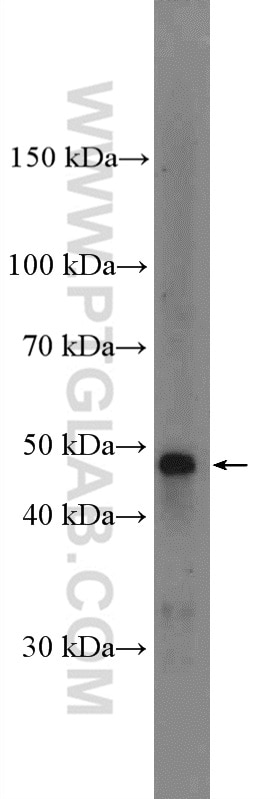 Western Blot (WB) analysis of mouse liver tissue using CD147 Polyclonal antibody (11989-1-AP)