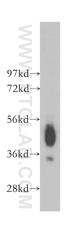 Western Blot (WB) analysis of human liver tissue using CD147 Polyclonal antibody (11989-1-AP)