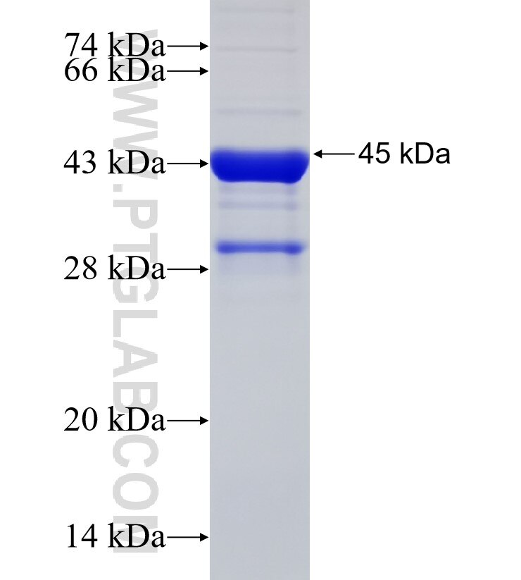 BSN fusion protein Ag33105 SDS-PAGE