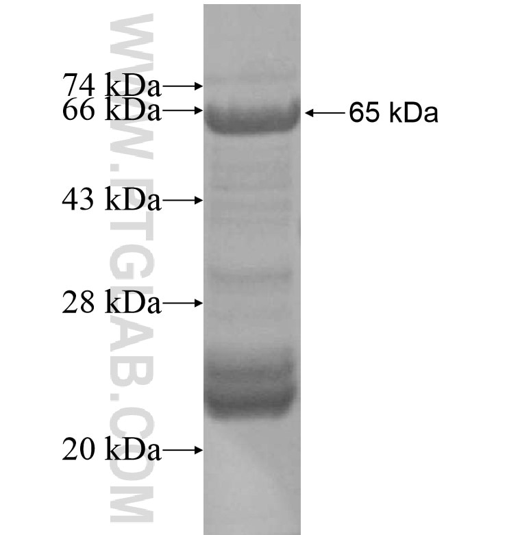 BSND fusion protein Ag16402 SDS-PAGE