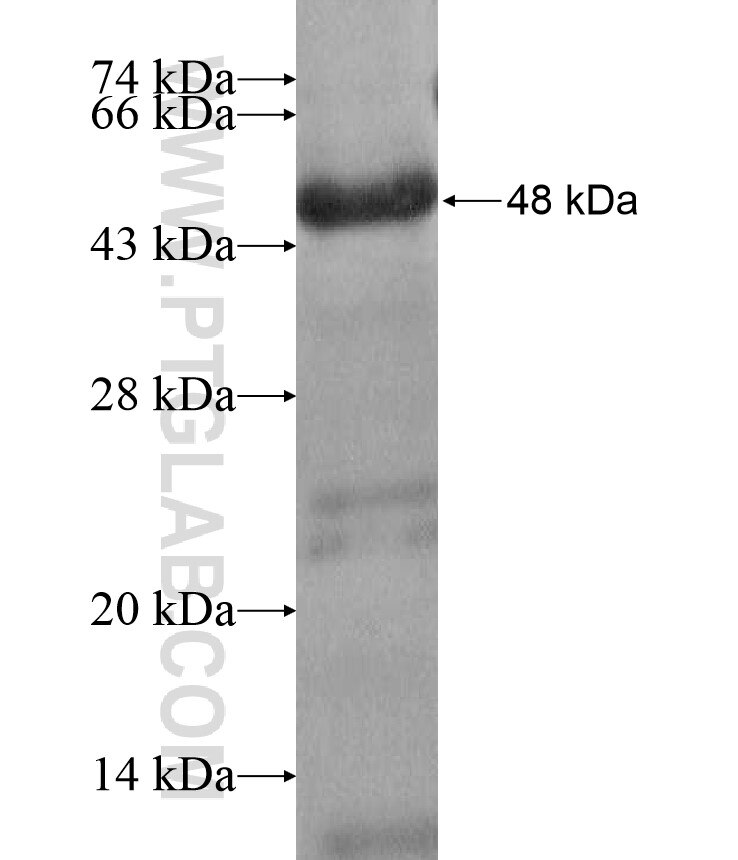 BSND fusion protein Ag17220 SDS-PAGE