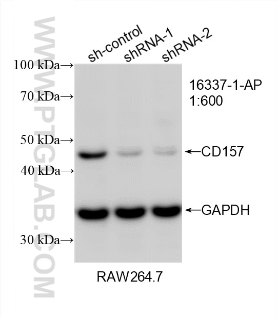 Western Blot (WB) analysis of RAW 264.7 cells using CD157 Polyclonal antibody (16337-1-AP)