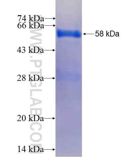 BST1 fusion protein Ag9491 SDS-PAGE