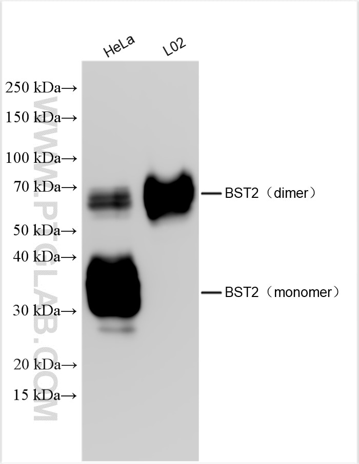 Western Blot (WB) analysis of various lysates using BST2 Polyclonal antibody (13560-1-AP)