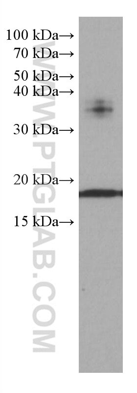 Western Blot (WB) analysis of HepG2 cells using BST2 Monoclonal antibody (66919-1-Ig)
